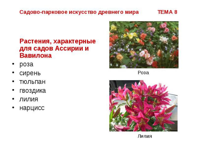 Садово-парковое искусство древнего мира ТЕМА 8 Растения, характерные для садов Ассирии и Вавилона роза сирень тюльпан гвоздика лилия нарцисс