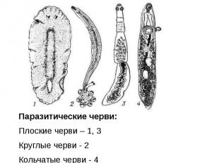 Паразитические черви: Плоские черви – 1, 3 Круглые черви - 2 Кольчатые черви - 4