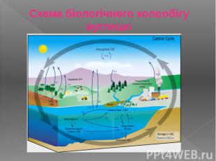 Схема біологічного колообігу вуглецю
