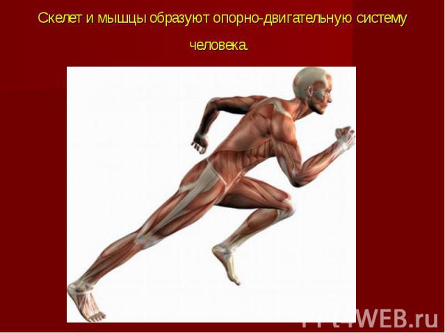 Скелет и мышцы образуют опорно-двигательную систему человека.