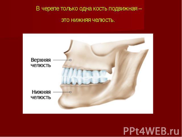 В черепе только одна кость подвижная – это нижняя челюсть.