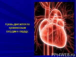 Кровь двигается по кровеносным сосудам к сердцу.