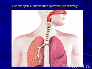 Все эти органы составляют дыхательную систему.