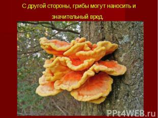 С другой стороны, грибы могут наносить и значительный вред.