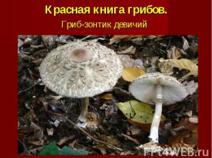 Красная книга грибов.Гриб-зонтик девичий