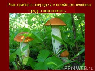 Роль грибов в природе и в хозяйстве человека трудно переоценить.&nbsp;