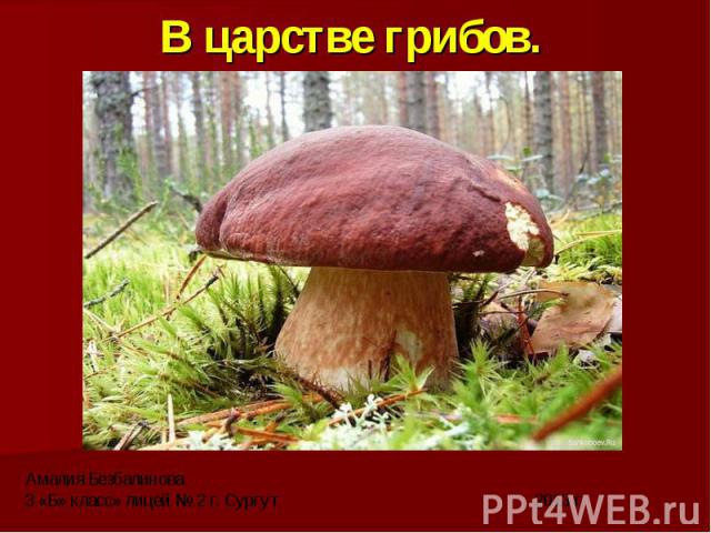 В царстве грибов.Амалия Безбалинова3 «Б» класс» лицей № 2 г. Сургут 2013 г.