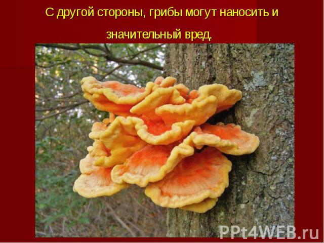 С другой стороны, грибы могут наносить и значительный вред.