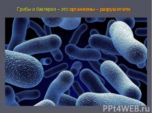 Грибы и бактерии – это организмы – разрушители.&nbsp;