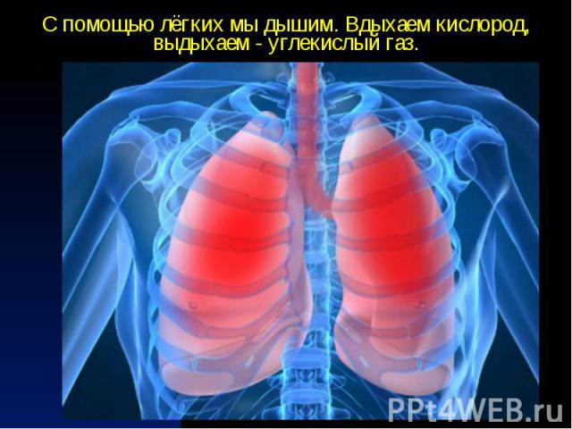 С помощью лёгких мы дышим. Вдыхаем кислород, выдыхаем - углекислый газ.