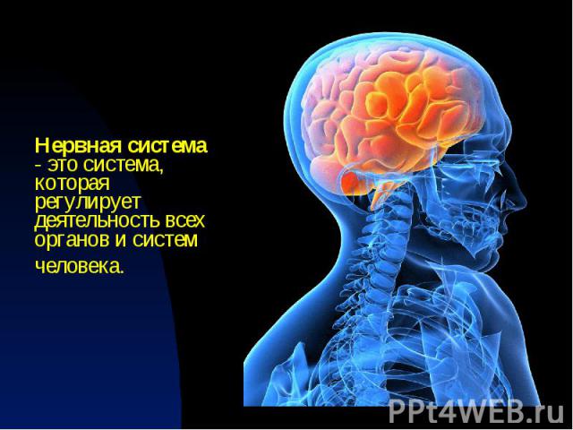 Нервная система - это система, которая регулирует деятельность всех органов и систем человека.