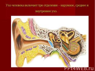 Ухо человека включает три отделения – наружное, среднее и внутреннее ухо.