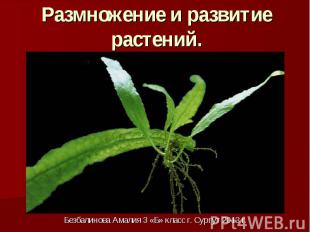 Размножение и развитие растений.Безбалинова Амалия 3 «Б» класс г. Сургут 2013 г.