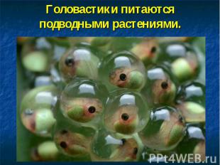 Головастики питаются подводными растениями.