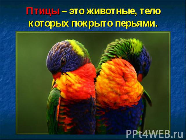 Птицы – это животные, тело которых покрыто перьями.