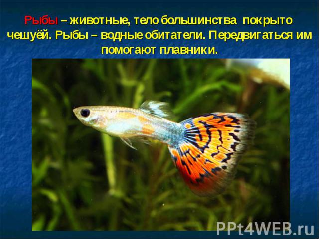 Рыбы – животные, тело большинства покрыто чешуёй. Рыбы – водные обитатели. Передвигаться им помогают плавники.