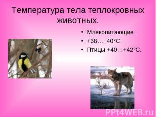 Температура тела теплокровных животных.Млекопитающие+38…+40°С.Птицы +40…+42°С.