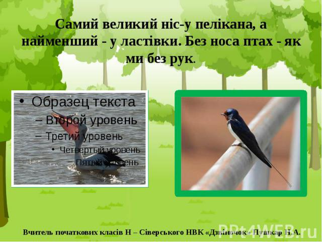 Самий великий ніс-у пелікана, а найменший - у ластівки. Без носа птах - як ми без рук.