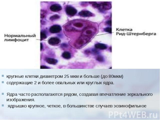 Болезнь Брилля презентация. Диаметр спор не превышает поперечник клетки у. Микроскопические изменения в клетках