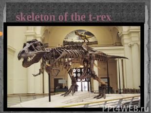 skeleton of the t-rex