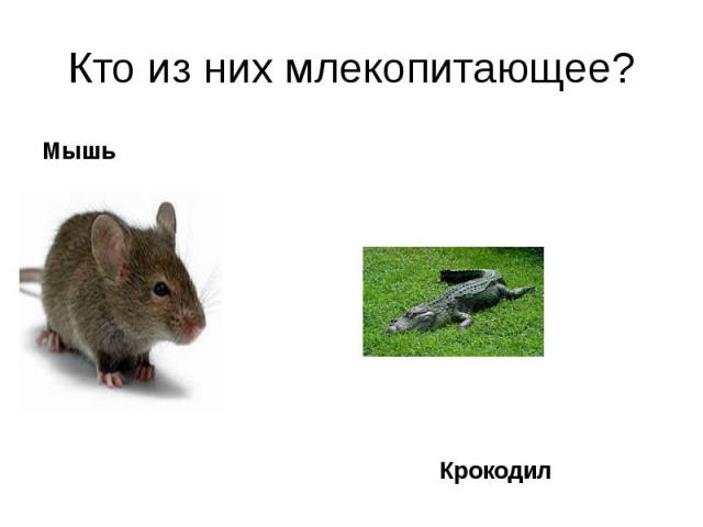 Мышь Мышь