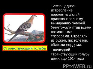 Беспощадное истребление перелётных стай привело к полному вымиранию голубей. Уни