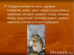 Тундра отличается очень суровым климатом, живут здесь только те растения и живот