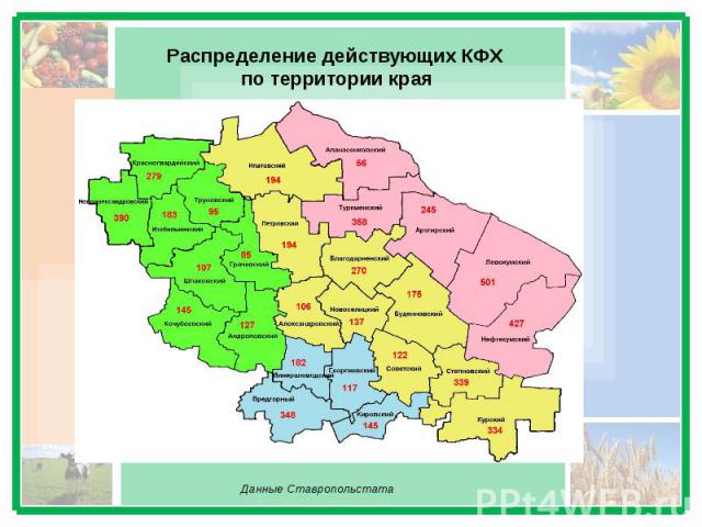 Распределение действующих КФХ по территории края Данные Ставропольстата