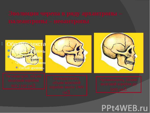 Эволюция черепа в ряду архантропы – палеантропы – неоантропы