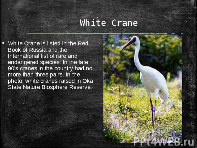 White CraneWhite Crane is listed in the Red Book of Russia and the International list of rare and endangered species. In the late 90's cranes in the country had no more than three pairs. In the photo: white cranes raised in Oka State Nature Biospher…