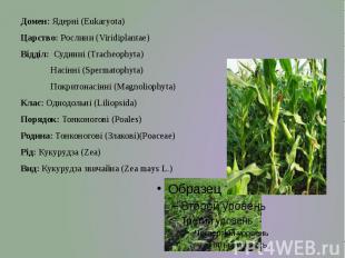 Домен: Ядерні (Eukaryota) Царство: Рослини (Viridiplantae) Відділ: Судинні (Trac