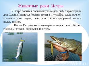 В Истре водится большинство видов рыб, характерных для Средней полосы России: пл