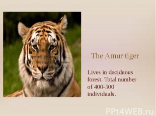 The Amur tiger Lives in deciduous forest. Total number of 400-500 individuals.