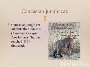Caucasian jungle cat. Caucasian jungle cat inhabits the Caucasus (Armenia, Georg
