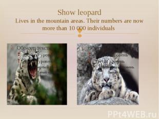 Show leopard Lives in the mountain areas. Their numbers are now more than 10 000