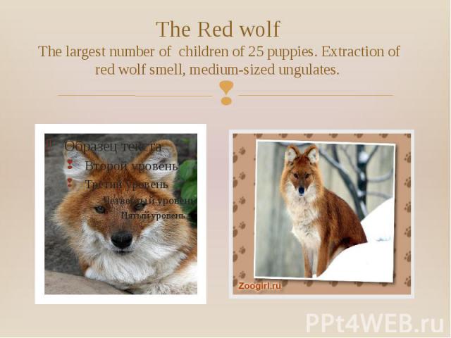 The Red wolf The largest number of children of 25 puppies. Extraction of red wolf smell, medium-sized ungulates.