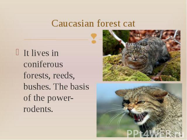 Caucasian forest cat It lives in coniferous forests, reeds, bushes. The basis of the power-rodents.