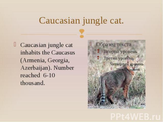 Caucasian jungle cat. Caucasian jungle cat inhabits the Caucasus (Armenia, Georgia, Azerbaijan). Number reached 6-10 thousand.