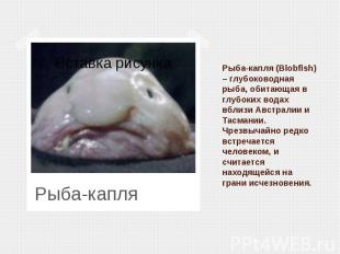 Рыба-капля (Blobfish) – глубоководная рыба, обитающая в глубоких водах вблизи Ав