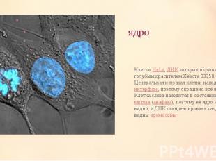ядро Клетки HeLa, ДНК которых окрашена голубым красителем Хёхста 33258. Централь