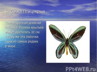 Бабочка ПтицекрылСамая крупная дневная бабочка. Размах крыльевможет достигать 32