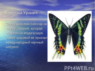 Бабочка УранияСамая красивая бабочка на земле –Урания, которая водится на Мадага