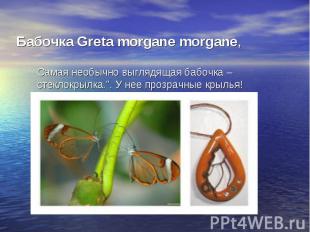 Бабочка Greta morgane morgane,Самая необычно выглядящая бабочка – стеклокрылка.”