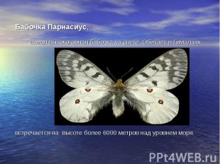 Бабочка Парнасиус,самая высокогорная бабочка на свете. Обитает в Гималаях, встре