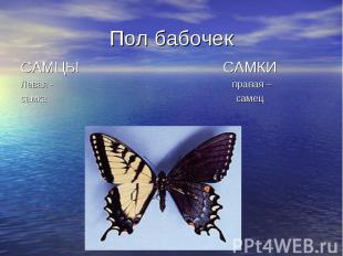 Пол бабочек САМЦЫ САМКИЛевая - правая –самка самец