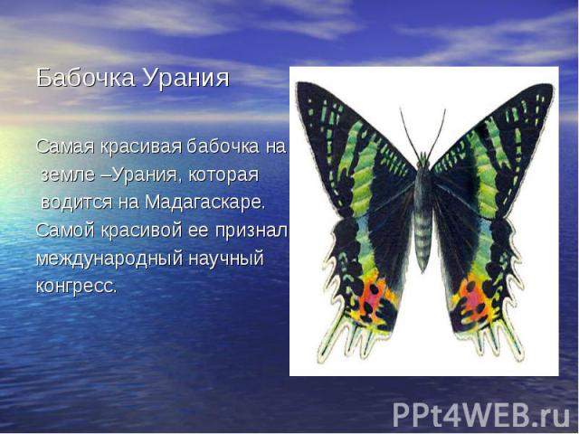 Бабочка УранияСамая красивая бабочка на земле –Урания, которая водится на Мадагаскаре. Самой красивой ее признал международный научный конгресс.