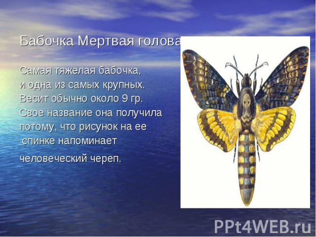 Бабочка Мертвая головаСамая тяжелая бабочка, и одна из самых крупных. Весит обычно около 9 гр. Свое название она получила потому, что рисунок на ее спинке напоминает человеческий череп.