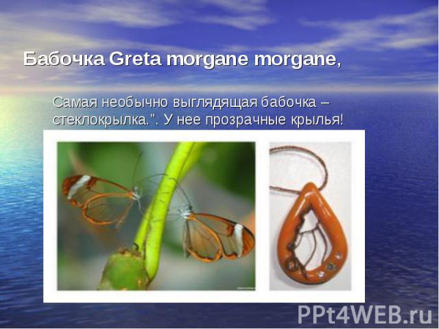 Бабочка Greta morgane morgane,Самая необычно выглядящая бабочка – стеклокрылка.”. У нее прозрачные крылья!