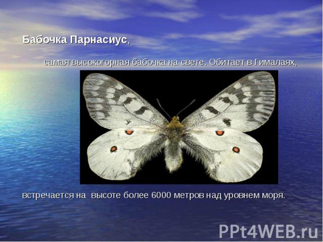 Бабочка Парнасиус,самая высокогорная бабочка на свете. Обитает в Гималаях, встречается на высоте более 6000 метров над уровнем моря.
