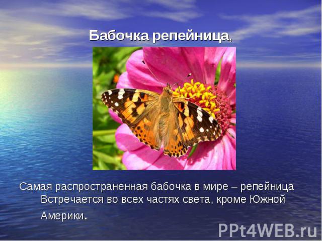 Бабочка репейница,Самая распространенная бабочка в мире – репейница Встречается во всех частях света, кроме Южной Америки.